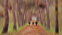 74 - WALKING FOREST - YESILTAS BEKIR - turkey <div